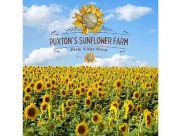 Puxton's PYO Sunflower Farm