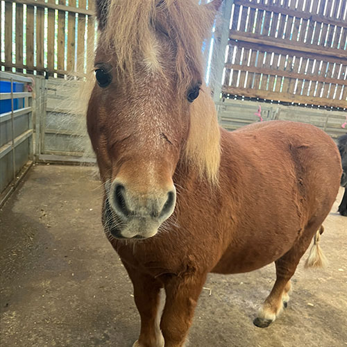 Animal Adoption For Chester