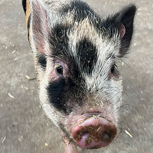 Animal Adoption For Cinnamon