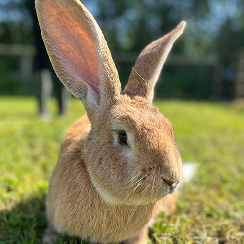 Animal Adoption For Timber